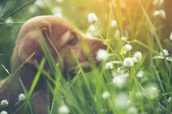 Perro Beagle Está Sentado Campo Flores Silvestres —  Fotos de Stock