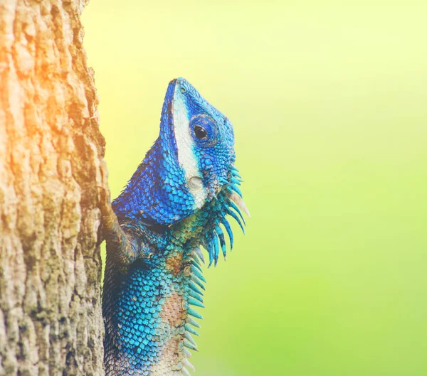 Blue Lizard with big eyes in closed up details, like small reptile with nice details on its painted body