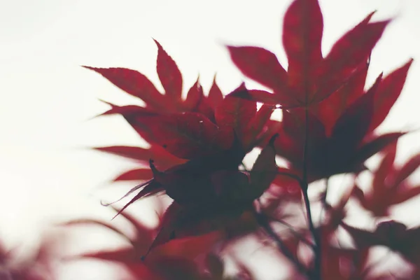 autumn red maple leaf on white background, vintage filter image