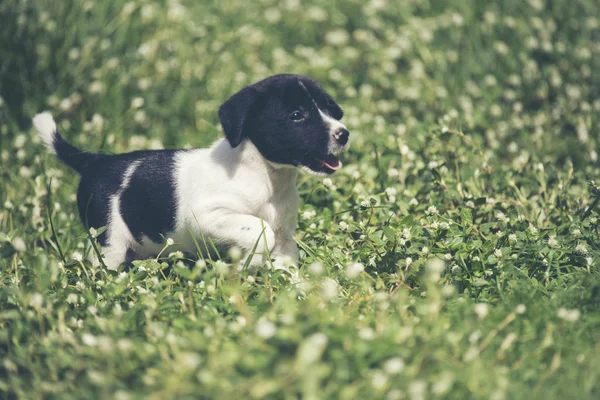 Щасливий Бігль Собака Розважається Тоді Зеленій Траві — стокове фото