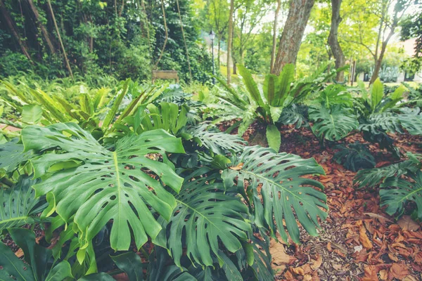 Tree-lined brick path through the forest at Fort Canning Park, one of Singapore\'s public green spaces.