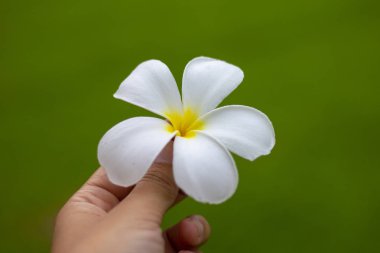 Plumeria çiçek holding insan eller
