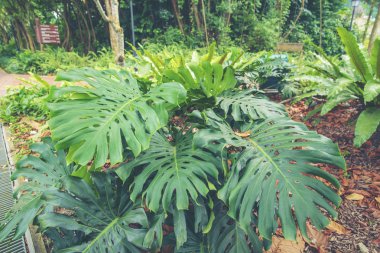 Singapur'un halka açık yeşil alanlarından biri olan Fort Canning Park'taki ormanın içinden ağaçlarla çevrili tuğla yol.