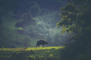 gaur in forest, vintage filter image clipart