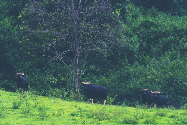 Gaur Trópusi Erdő Thaiföldi Vadvilág — Stock Fotó