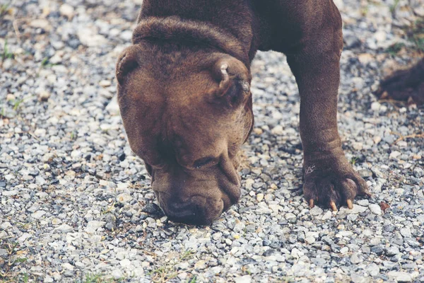 Oude Zwarte Franse Bulldog — Stockfoto