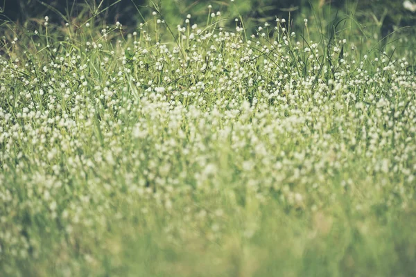 Białe Kwiaty Tłem Trawy — Zdjęcie stockowe