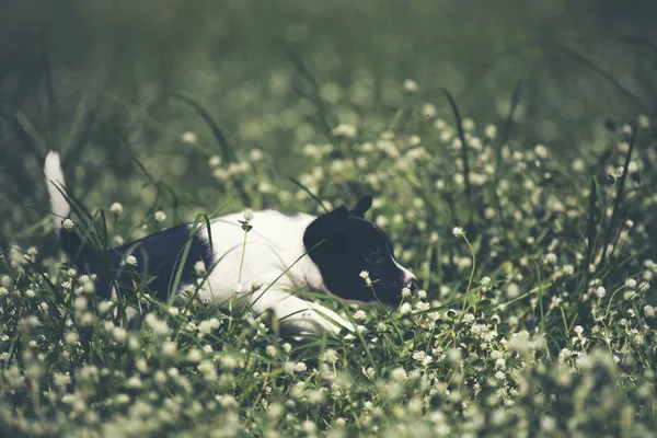 Ευτυχισμένο Σκυλί Beagle Έχει Διασκέδαση Στη Συνέχεια Πράσινο Γρασίδι — Φωτογραφία Αρχείου