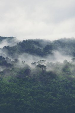 tropikal orman, vintage filtre görüntü doğa görünümü
