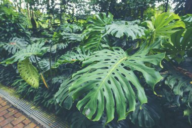 Singapur'un halka açık yeşil alanlarından biri olan Fort Canning Park'taki ormanın içinden ağaçlarla çevrili tuğla yol.