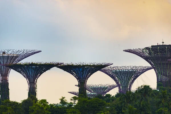 Сингапур Супердеревья Саду Залива Заливе Южный Сингапур — стоковое фото