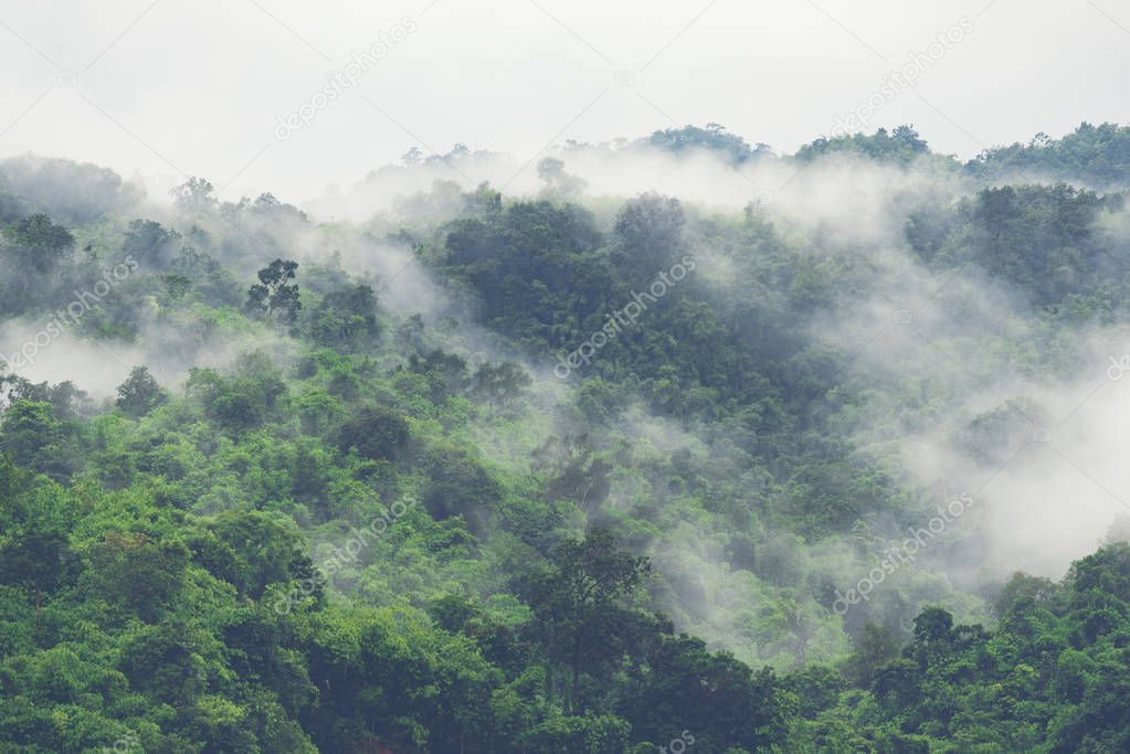 deep tropical forest, canopy tree and fog