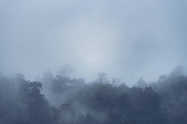 Ormanlı dağ yamacında alçak yerde bulut var. Her zaman yeşil olan kozalaklı ağaçlar manzaralı bir yerde gizleniyor.