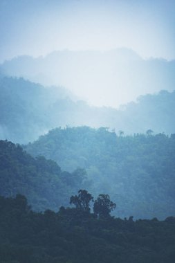 tropikal orman katmanları, doğa görünümü