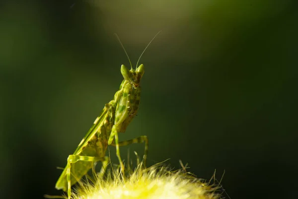 Extreme Close Bidden Mantis Mantis Religiosa Natuur Achtergrond — Stockfoto