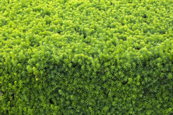 Closeup Nature View Green Leaf Blurred Greenery Background Garden Copy — Stock Photo, Image