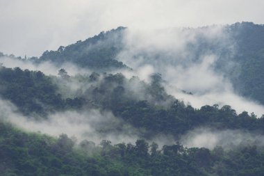 Asya tropikal yağmur ormanları, doğa görünümü arka plan