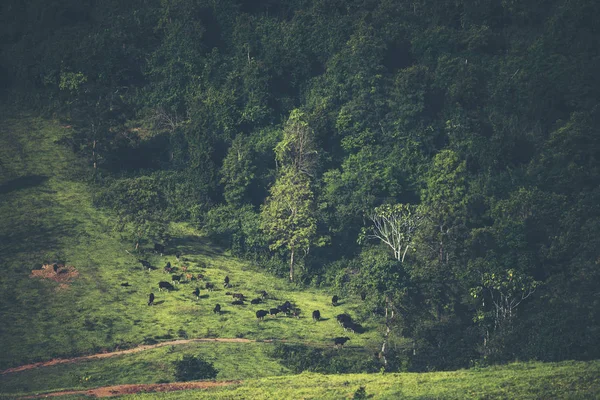 Краєвид Тропічний Дощовий Ліс Природа Сцени — стокове фото
