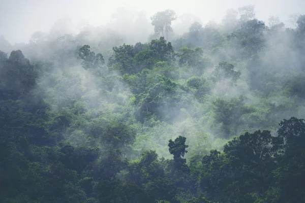 Nature View Tropical Forest Vintage Filter Image — Stock Photo, Image