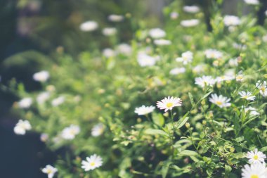 beautiful white daisy flowers. selective soft focus.