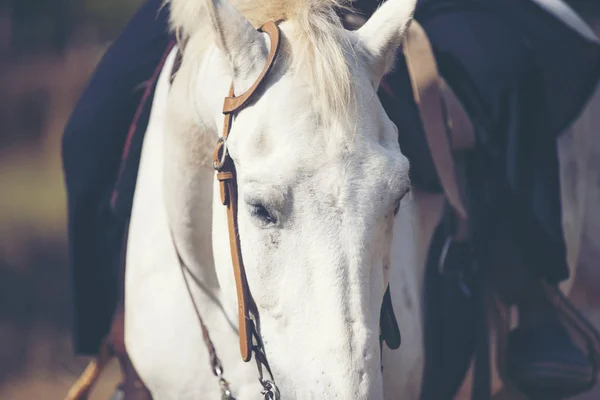 Mooie witte paard met lange Mane portret — Stockfoto