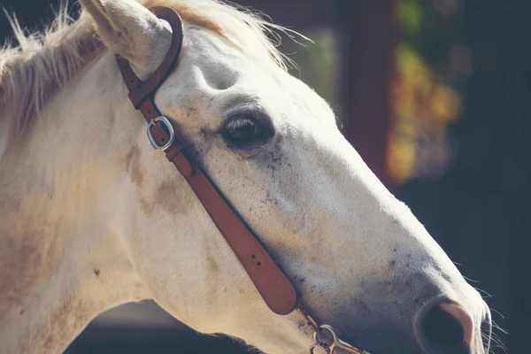 Mooie witte paard met lange Mane portret — Stockfoto