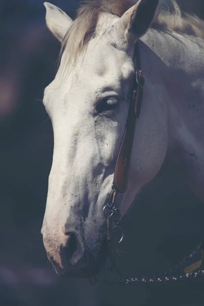 Schönes weißes Pferd mit langer Mähne Porträt — Stockfoto