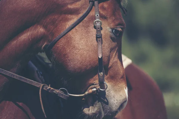 Deel van mooie paard, portret land Vintage Toon — Stockfoto