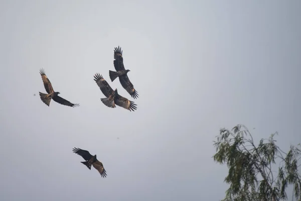 Rebanho de falcão migratório, Nakhonnayok Tailândia — Fotografia de Stock