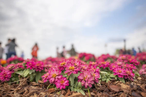 Beautiful Pink Flowers Flowerbed — Foto Stock