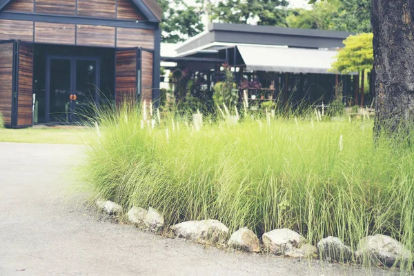 Plant in garden, cafe shop — Stock Photo, Image