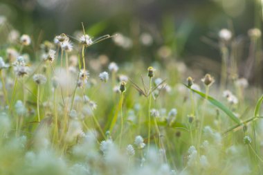 zemin günbatımı nda çiçekler