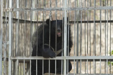 kafeste siyah ayı, siyah ve beyaz