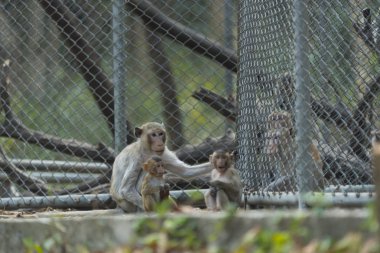 photo of monkey behind a metal grid in zoo 