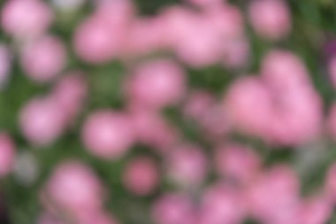 Doğanın arka plan bulanık