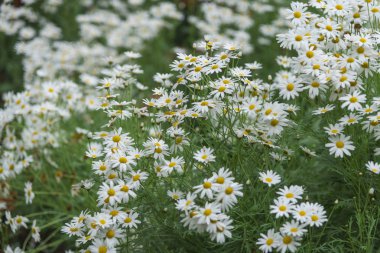 Bahçedeki beyaz çiçek Güneş ışığıyla