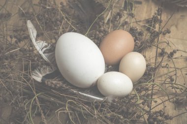 Ahşap bir arka plan üzerinde yumurta ile Paskalya konsepti, vintage filtreli Görüntüler