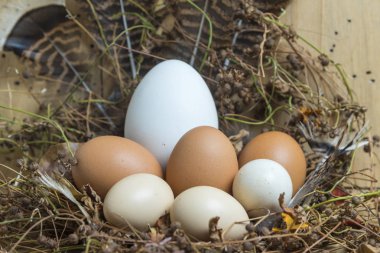 Yuvada bir çift yumurta 