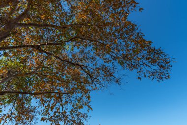 Güzel sonbahar yaprakları mavi gökyüzü arka planında 