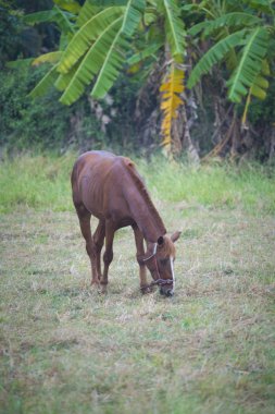 çiftlik alanında at