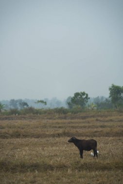Tayland alanında Buffalo