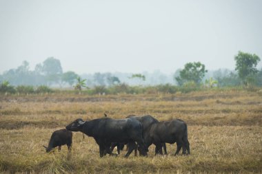 Tayland alanında Buffalo
