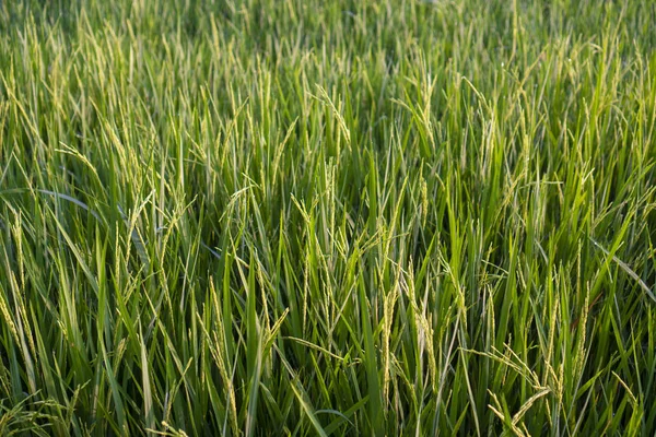 Rýžová pole s dobrými zemědělskými produkty v Thajsku — Stock fotografie