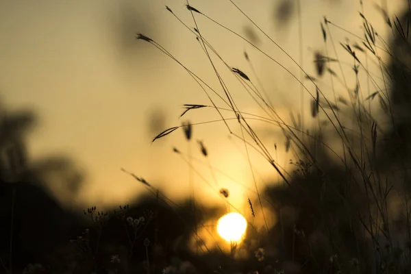 Flores Pôr Sol Chão — Fotografia de Stock