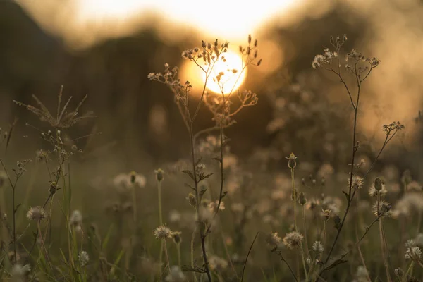 Квіти Землі Захід Сонця — стокове фото