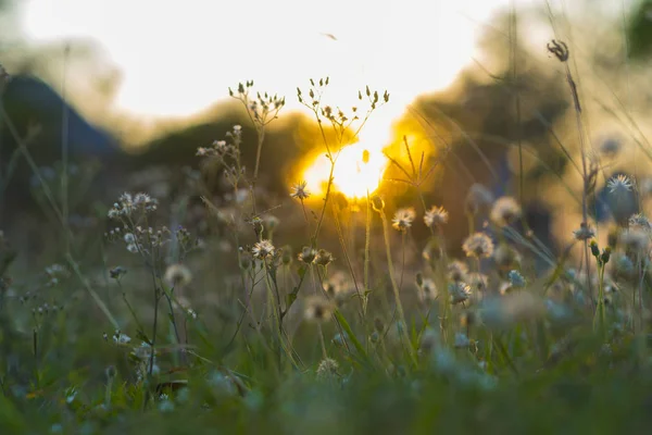 Bloemen Grond Zonsondergang — Stockfoto