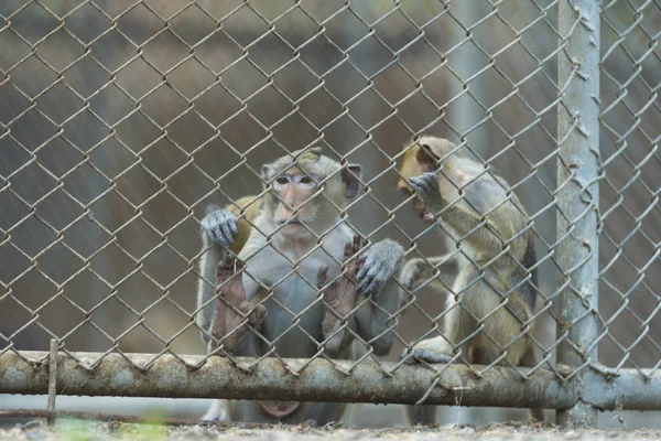 Photo Monkey Metal Grid Zoo — стоковое фото