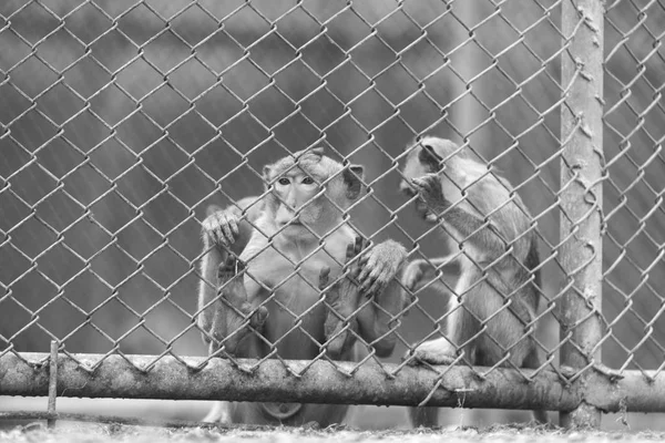 Photo Monkey Metal Grid Zoo — Stock Photo, Image