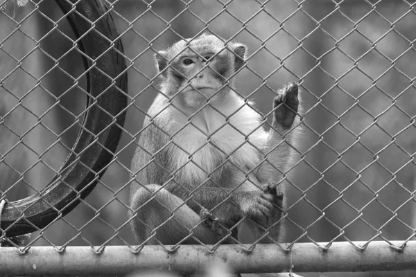 Photo Monkey Metal Grid Zoo — Stock Photo, Image