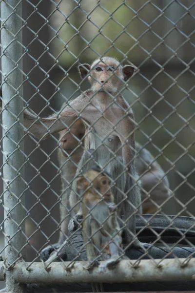 Photo Monkey Metal Grid Zoo — Stock Photo, Image